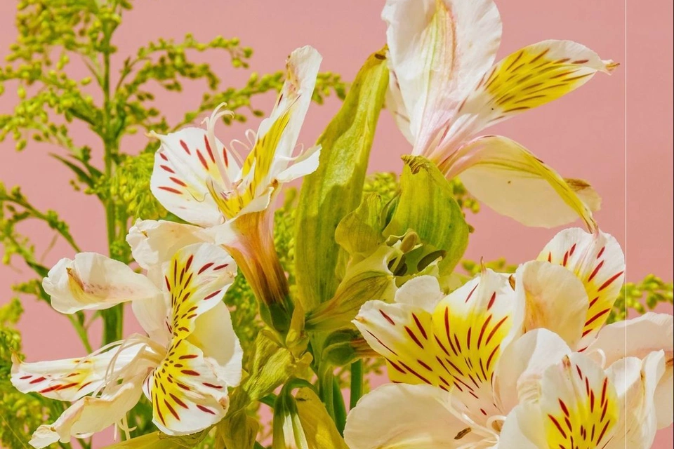 Clase de Diseño Floral