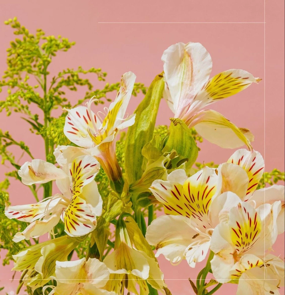 Sept. 6, 2025, noon
for Clase de Diseño Floral by Strawberry feeling